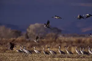 Darius Panahpour Prints: North America; USA, Colorado, Monte Vista National Wildlife Refuge. Sandhill cranes