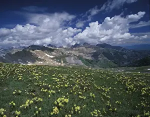 Sweeping Prints: North America, USA, Colorado, Mount Sneffels Wilderness. Yellow paintbrush (Castilleja