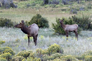 North America - USA - Colorado - Rocky Mountain National Park. Wapiti (American elk) North America - USA - Colorado - Rocky Mountain National Park. Wapiti (American elk)