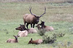Images Dated 8th September 2007: North America - USA - Colorado - Rocky Mountain National Park. Wapiti (American elk)