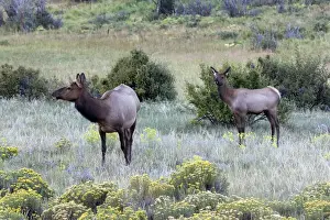 Species Prints: North America - USA - Colorado - Rocky Mountain National Park. Wapiti (American elk)