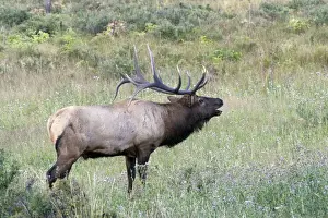 Images Dated 8th September 2007: North America - USA - Colorado - Rocky Mountain National Park. Wapiti (American elk)