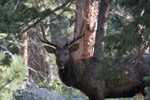 Images Dated 9th September 2007: North America - USA - Colorado - Rocky Mountain National Park. Wapiti (American elk)