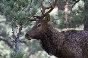 Images Dated 9th September 2007: North America - USA - Colorado - Rocky Mountain National Park. Wapiti (American elk)