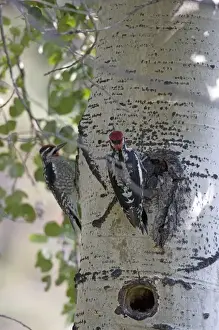 Images Dated 9th September 2007: North America - USA - Colorado - Rocky Mountain National Park. Red-naped Sapsucker