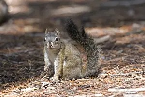 Images Dated 19th September 2007: North America - USA - Colorado - Rocky Mountain National Park. Red squirrel