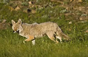 North America, USA, Colorado, Rocky Mountain National Park, Coyote (Canis latrans)