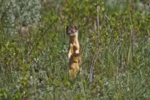 Images Dated 10th June 2008: North America, USA, Colorado, Rocky Mountain National Park, Long-tailed Weasel (Mustela