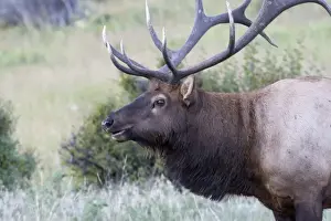 Images Dated 8th September 2007: North America - USA - Colorado - Rocky Mountain National Park. Wapiti (American elk)