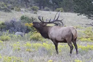 Images Dated 8th September 2007: North America - USA - Colorado - Rocky Mountain National Park. Wapiti (American elk)