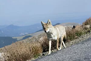 Images Dated 6th September 2007: North America - USA - Colorado - Rocky Mountains - Mount Evans. Coyote - Canis latrans