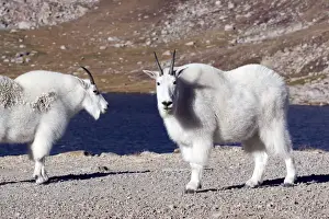 Images Dated 20th September 2007: North America - USA - Colorado - Rocky Mountains - Mount Evans. Mountain goat - oreamnos