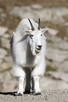 Images Dated 20th September 2007: North America - USA - Colorado - Rocky Mountains - Mount Evans. Mountain goat - oreamnos