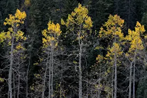 Owl Creek Pass Prints: North America, USA, Colorado. A stand of autumn yellow aspen in the Uncompahgre National Forest