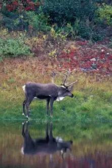 Animal Body Prints: North America, USA, Denali NP, Caribou (Rangifer tarandus)