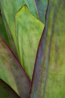Agave Prints: North America, USA, Florida, Agave (Agave sp. ) detail