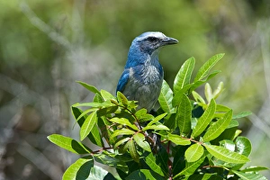 Cape Coral Prints: North America, USA, Florida, Cape Coral, near Seahawk Park, Florida Scrub Jay framed