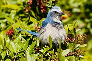 North America, USA, Florida, Cape Coral, Seahawk Park, Florida Scrub Jay in Brazilian
