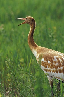 Images Dated 14th April 2005: North America, USA, Florida, Central Florida. Whooping crane chick stretching beak