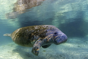 Sealife Prints: North America, USA, Florida, Crystal River. Florida Manatee