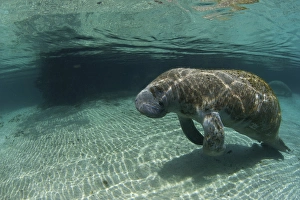 North America, USA, Florida, Crystal River. Florida Manatee