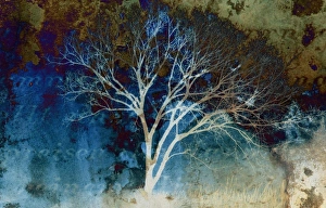Images Dated 9th February 2005: North America, USA, Florida, digitally altered, artistic rendition of a barren tree