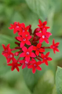 Images Dated 23rd March 2006: North America, USA, Florida, Edgewater, red Pentas flower
