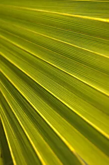 Images Dated 23rd March 2006: North America, USA, Florida, Edgewater, Travelers palm leaf detail