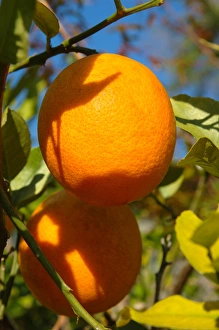 Images Dated 26th March 2006: North America, USA, Florida, Edgewater, orange tree