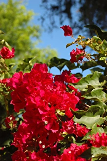Images Dated 26th March 2006: North America, USA, Florida, Edgewater, pink Hibiscus