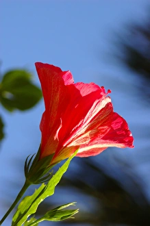 Images Dated 26th March 2006: North America, USA, Florida, Edgewater, pink Hibiscus
