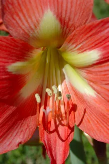 Images Dated 27th March 2006: North America, USA, Florida, Edgewater, peach Amaryllis