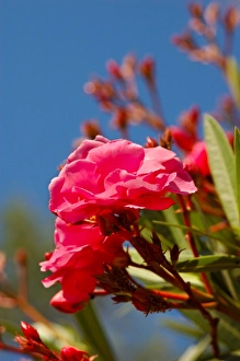 Images Dated 27th March 2006: North America, USA, Florida, Edgewater, pink Camellia