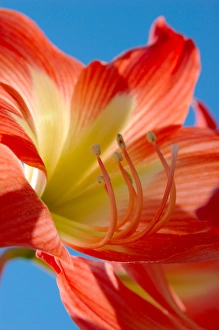 Images Dated 27th March 2006: North America, USA, Florida, Edgewater, peach Amaryllis