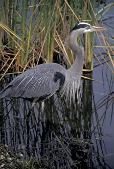 North America, USA, Florida, Everglades. Great blue heron