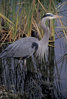 Everglade Prints: North America, USA, Florida, Everglades. Great blue heron