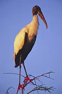 North America, USA, Florida, Everglades National Park. Wood Stork (Mycteria americana)