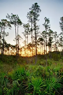 Images Dated 6th December 2011: North America; USA; Florida; Everglades National Park; Sunrise in Mahogany Hammock