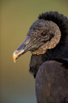 North America, USA, Florida, Everglades NP Black Vulture (Coragyps atratus)