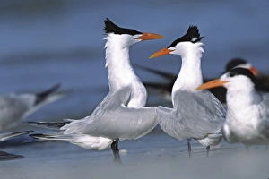 North America, USA, Florida, Fort De Soto Park. A pair of Royal Terns(Thalasseus