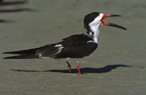 Skimmer Prints: North America, USA, Florida, Fort De Soto Park. Portrait of a Black Skimmer (Rhynchops