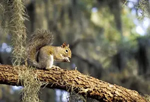 Squirrel Prints: North America, USA, Florida. Grey Squirrel feeding on oak branch (Sciurus carolinensis)
