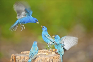 North America, USA, Florida, Immokalee, Indigo Buntings Fighting at Feeder Log