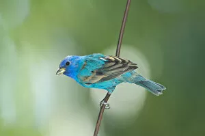 Images Dated 20th March 2007: North America, USA, Florida, Immokalee, Indigo Bunting perched on wire