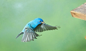 Images Dated 18th March 2011: North America, USA, Florida, Immokalee, Indigo Bunting, male flying to Feeder