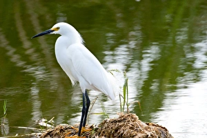North America, USA, Florida, Immokalee, Snowy Egret Hunting