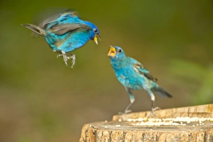 Images Dated 30th March 2009: North America, USA, Florida, Immokalee, Indigo Buntings Fighting at Feeder Log