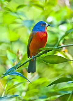 Images Dated 26th February 2017: North America, USA, Florida, Immokalee, Painted Bunting