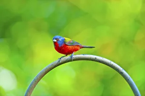 Feeder Prints: North America, USA, Florida, Immokalee, Painted Bunting