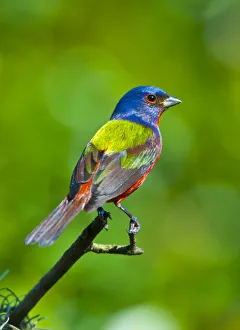 North America, USA, Florida, Immokalee, Painted Bunting